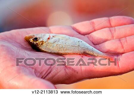 Small fish in human hand View Large Photo Image Stock Image - Small fish in human hand. Fotosearch