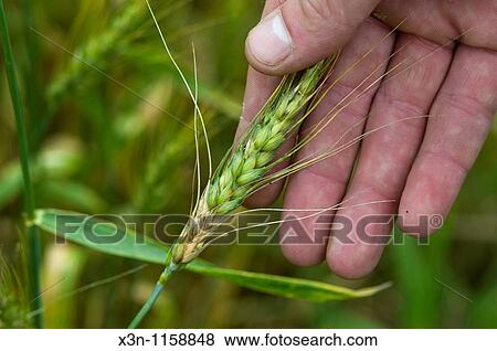 Small grain test plots View Large Photo Image Stock Photo - Small grain test plots. Fotosearch