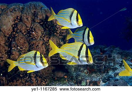 Small group of double bar bream (acanthopagrus bifasciatus) fish swimming in the Paso del Cedral reef, Cozumel Island, Mexico. View Large Photo Image Stock Photography - Small group of double bar bream (acanthopagrus bifasciatus) fish swimming in the Paso del Cedral reef, Cozumel Island, Mexico.. Fotosearch