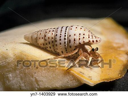 Small hermit crab Superfamily Paguroidea proceeds along an old piece of cuttlefish showing off its new turban shell home View Large Photo Image Stock Photo - Small hermit crab Superfamily Paguroidea proceeds along an old piece of cuttlefish showing off its new turban shell home. Fotosearch