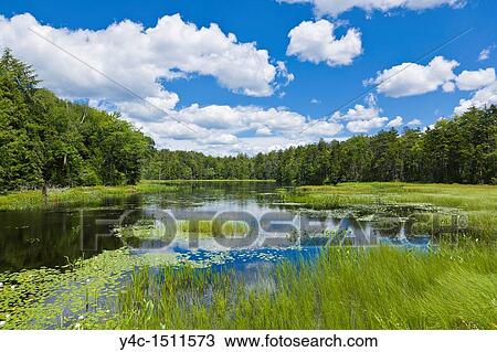 Small lake with white lilies blooming in the Adirondack Mountains of New Yrok State View Large Photo Image Stock Image - Small lake with white lilies blooming in the Adirondack Mountains of New Yrok State. Fotosearch