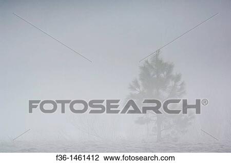 Small lone pine tree in morning mist and fog, Yosemite Valley, Yosemite National Park, California View Large Photo Image Stock Image - Small lone pine tree in morning mist and fog, Yosemite Valley, Yosemite National Park, California. Fotosearch