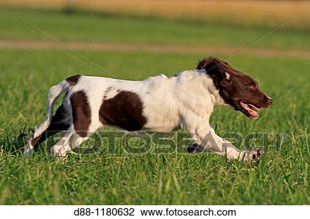 Stock Image - Small M? nsterl? nder 3 month old.. Fotosearch