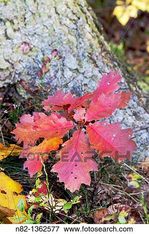 Small oak tree in autumn - Bavaria/Germany View Large Photo Image Stock Photo - Small oak tree in autumn - Bavaria/Germany. Fotosearch