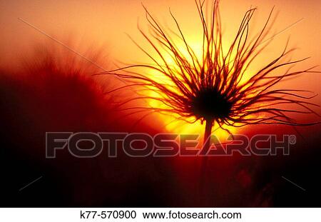 Stock Image - Small pasqueflower, seeds (Pulsatilla pratensis). Oland, Sweden. Fotosearch