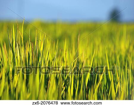 Small plants of growing rice. Ebro River Delta Natural Park, Tarragona province, Catalonia, Spain. View Large Photo Image Stock Photo - Small plants of growing rice. Ebro River Delta Natural Park, Tarragona province, Catalonia, Spain.. Fotosearch