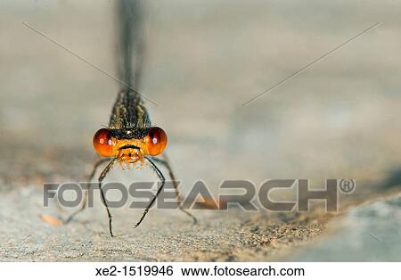 Stock Photograph - Small Red-eyed Damselfly - Erythromma viridulum, Crete. Fotosearch
