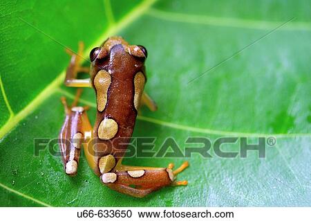 Small reed frog (Hyperolius sp. ). Kenya View Large Photo Image Stock Image - Small reed frog (Hyperolius sp. ). Kenya. Fotosearch