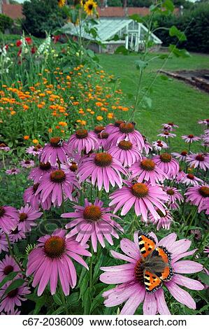 Small Tortoishell Butterfly on cone flowers. View Large Photo Image Stock Photo - Small Tortoishell Butterfly on cone flowers.. Fotosearch