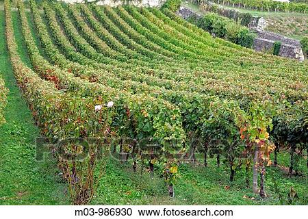 Small Vineyard Bordeaux vineyard town St Emilion France View Large Photo Image Stock Image - Small Vineyard Bordeaux vineyard town St Emilion France. Fotosearch