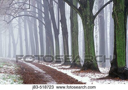 Small way through trees, Chemnitz, Saxony, Germany View Large Photo Image Stock Image - Small way through trees, Chemnitz, Saxony, Germany. Fotosearch