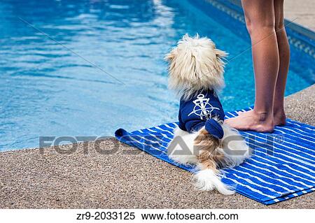 Stock Photography - Small white dog sits at the feet of a girl getting ready to jump into the pool.. Fotosearch