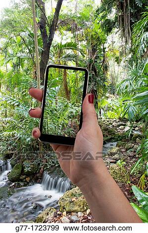 Smartphone over a rain forest Double exposure View Large Photo Image Stock Photo - Smartphone over a rain forest Double exposure. Fotosearch