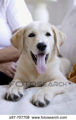 Smiling panting cream colored dog. View Large Photo Image Stock Photo - Smiling panting cream colored dog.. Fotosearch