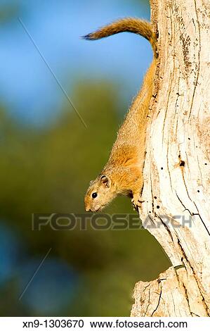 Stock Image - Smith's Bush Squirrel (Paraxerus cepapi) on tree, Kruger National Park, South Africa.. Fotosearch