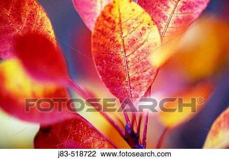 Smoke tree (Cotinus coggygria). Autumn Leaves. View Large Photo Image Stock Image - Smoke tree (Cotinus coggygria). Autumn Leaves.. Fotosearch