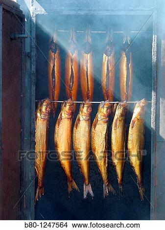 Smoked fishes, harbour, Wismar, Germany View Large Photo Image Picture - Smoked fishes, harbour, Wismar, Germany. Fotosearch