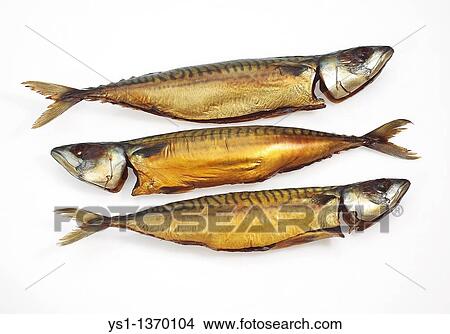 SMOKED MACKERL scomber scombrus AGAINST WHITE BACKGROUND View Large Photo Image Picture - SMOKED MACKERL scomber scombrus AGAINST WHITE BACKGROUND. Fotosearch