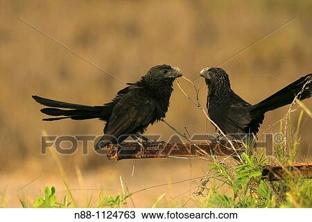 Stock Image - Smooth-billed Ani Crotophaga sulcirostris, Garrapatero comun, Laguna de Unare, Venezuela. Fotosearch