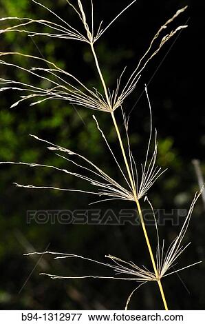 Smooth bromegrass, Bromus inermis. Family Poaceae. Torrelles de Llobregat. Barcelona. Catalonia. Spain. View Large Photo Image Stock Photo - Smooth bromegrass, Bromus inermis. Family Poaceae. Torrelles de Llobregat. Barcelona. Catalonia. Spain.. Fotosearch