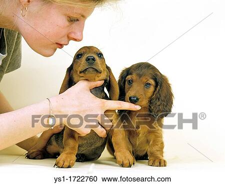 Smooth Haired And Long Haired Dachshund Puppies With Woman Stock