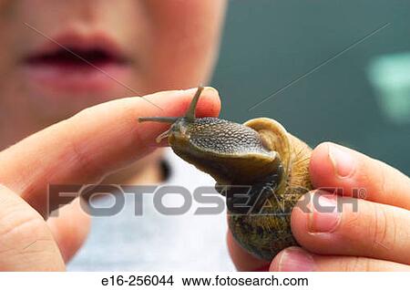 snail discovery View Large Photo Image Picture - snail discovery. Fotosearch
