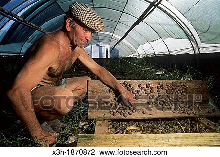 snail farming greenhouse of Fontaine de Bernn, Bernon, Aube department, Champagne-Ardenne region, France, Europe View Large Photo Image Stock Image - snail farming greenhouse of Fontaine de Bernn, Bernon, Aube department, Champagne-Ardenne region, France, Europe. Fotosearch