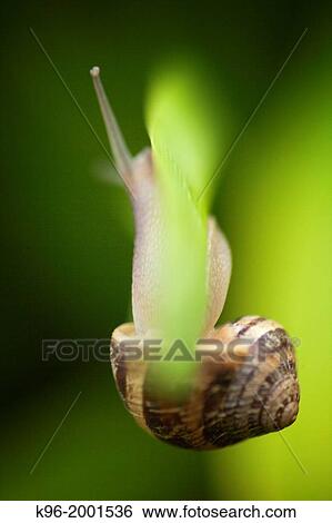 Stock Photograph - snail hanging on upside down. Fotosearch