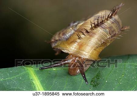 Snail. Image taken at Kampung Satau, Sarawak, Malaysia. View Large Photo Image Stock Photography - Snail. Image taken at Kampung Satau, Sarawak, Malaysia.. Fotosearch