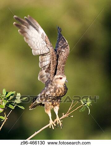 Snail kite (Rostrhamus sociabilis). Pantanal, the world largest wetland, Brazil, South America View Large Photo Image Stock Image - Snail kite (Rostrhamus sociabilis). Pantanal, the world largest wetland, Brazil, South America. Fotosearch