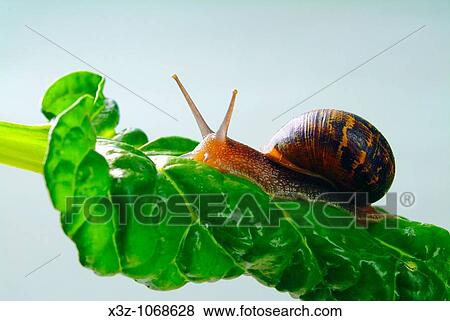 Snail on a chard leaf View Large Photo Image Stock Photo - Snail on a chard leaf. Fotosearch