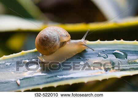 Stock Image - Snail. Fotosearch