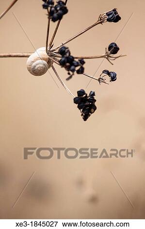 Snails, Majorca, Balearic Islands, Spain View Large Photo Image Stock Photo - Snails, Majorca, Balearic Islands, Spain. Fotosearch