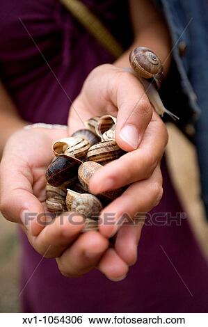 Snails View Large Photo Image Stock Photograph - Snails. Fotosearch