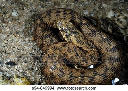 Snake Natrix maura on the water in the Cercas de Avila, near of Alpedrete town, Madrid, Spain View Large Photo Image Picture - Snake Natrix maura on the water in the Cercas de Avila, near of Alpedrete town, Madrid, Spain. Fotosearch