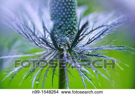 Snake root Eryngium alpinum, National Park Ecrins, Alps, France View Large Photo Image Picture - Snake root Eryngium alpinum, National Park Ecrins, Alps, France. Fotosearch