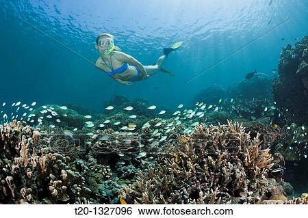 Stock Photograph - Snorkeling at Bali, Amed, Bali, Indonesia. Fotosearch