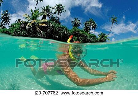 Snorkeling at palm-lined Beach, Maldives, Indian Ocean, Meemu Atoll View Large Photo Image Stock Image - Snorkeling at palm-lined Beach, Maldives, Indian Ocean, Meemu Atoll. Fotosearch