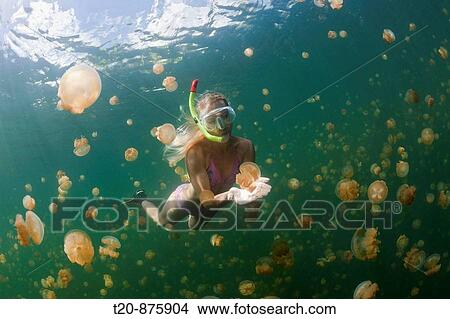 Snorkeling in Jellyfish Lake, Mastigias papua etpisonii, Jellyfish Lake, Micronesia, Palau View Large Photo Image Picture - Snorkeling in Jellyfish Lake, Mastigias papua etpisonii, Jellyfish Lake, Micronesia, Palau. Fotosearch