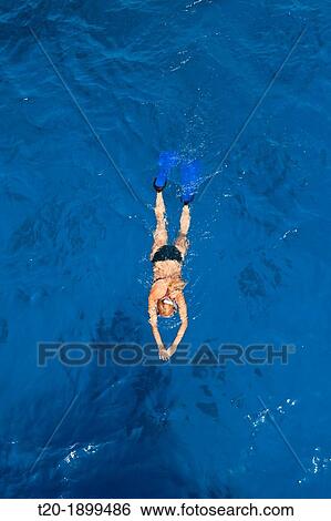 Snorkeling in Red Sea, Red Sea, Egypt View Large Photo Image Stock Photograph - Snorkeling in Red Sea, Red Sea, Egypt. Fotosearch