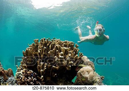Snorkeling in Rock Islands, Risong Bay, Micronesia, Palau View Large Photo Image Stock Image - Snorkeling in Rock Islands, Risong Bay, Micronesia, Palau. Fotosearch