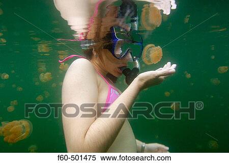 Snorkeller closely observes the stingless jellyfish, Mastigias sp., Jellyfish lake, Palau, Micronesia View Large Photo Image Stock Photography - Snorkeller closely observes the stingless jellyfish, Mastigias sp., Jellyfish lake, Palau, Micronesia. Fotosearch
