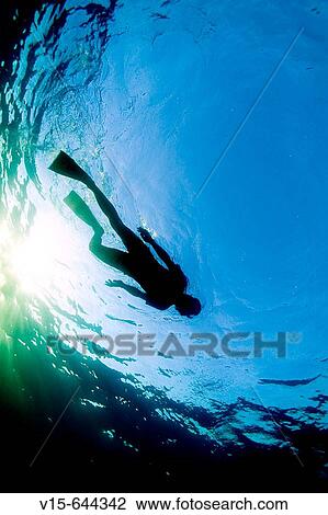 Snorkler swimming on surface. Bridgetown. Barbados View Large Photo Image Stock Image - Snorkler swimming on surface. Bridgetown. Barbados. Fotosearch
