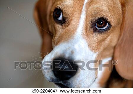 Snout of a Tricolor Beagle, Berlin, Germany, Europe. View Large Photo Image Stock Photo - Snout of a Tricolor Beagle, Berlin, Germany, Europe.. Fotosearch
