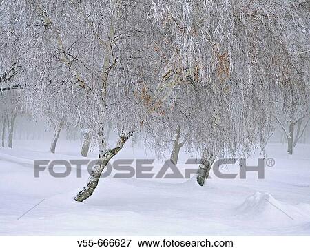Stock Photo - Snow and frozen fog on trees in the Wallowa Mountains of Eastern Oregon, USA. Fotosearch