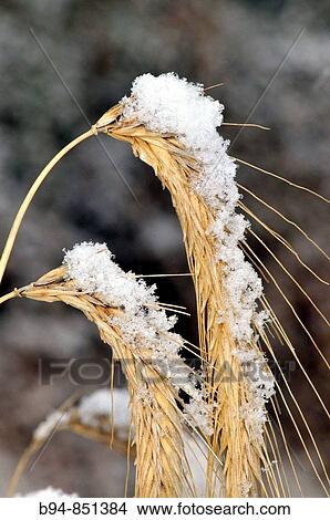Snow-covered ears. Osseja, Languedoc-Roussillon, Pyrenees Orientales, France View Large Photo Image Picture - Snow-covered ears. Osseja, Languedoc-Roussillon, Pyrenees Orientales, France. Fotosearch