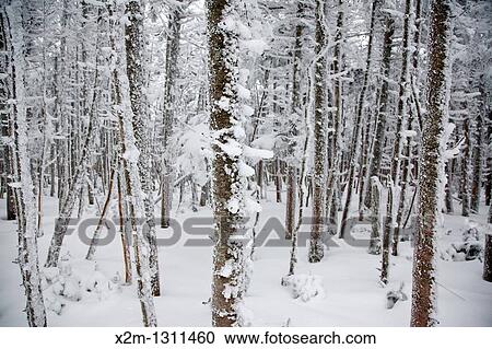 Stock Image - Snow covered forest along the Hancock Loop Trail in the White Mountains, New Hampshire, USA, during the winter months.. Fotosearch