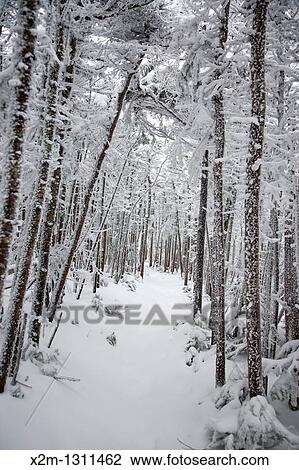 Stock Image - Snow covered forest along the Hancock Loop Trail in the White Mountains, New Hampshire, USA, during the winter months.. Fotosearch