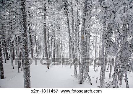 Snow covered forest along the Hancock Loop Trail in the White Mountains, New Hampshire, USA, during the winter months. View Large Photo Image Stock Photo - Snow covered forest along the Hancock Loop Trail in the White Mountains, New Hampshire, USA, during the winter months.. Fotosearch