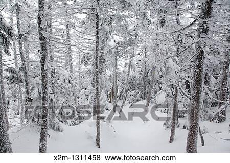 Snow covered forest along the Hancock Loop Trail in the White Mountains, New Hampshire, USA, during the winter months. View Large Photo Image Stock Photo - Snow covered forest along the Hancock Loop Trail in the White Mountains, New Hampshire, USA, during the winter months.. Fotosearch